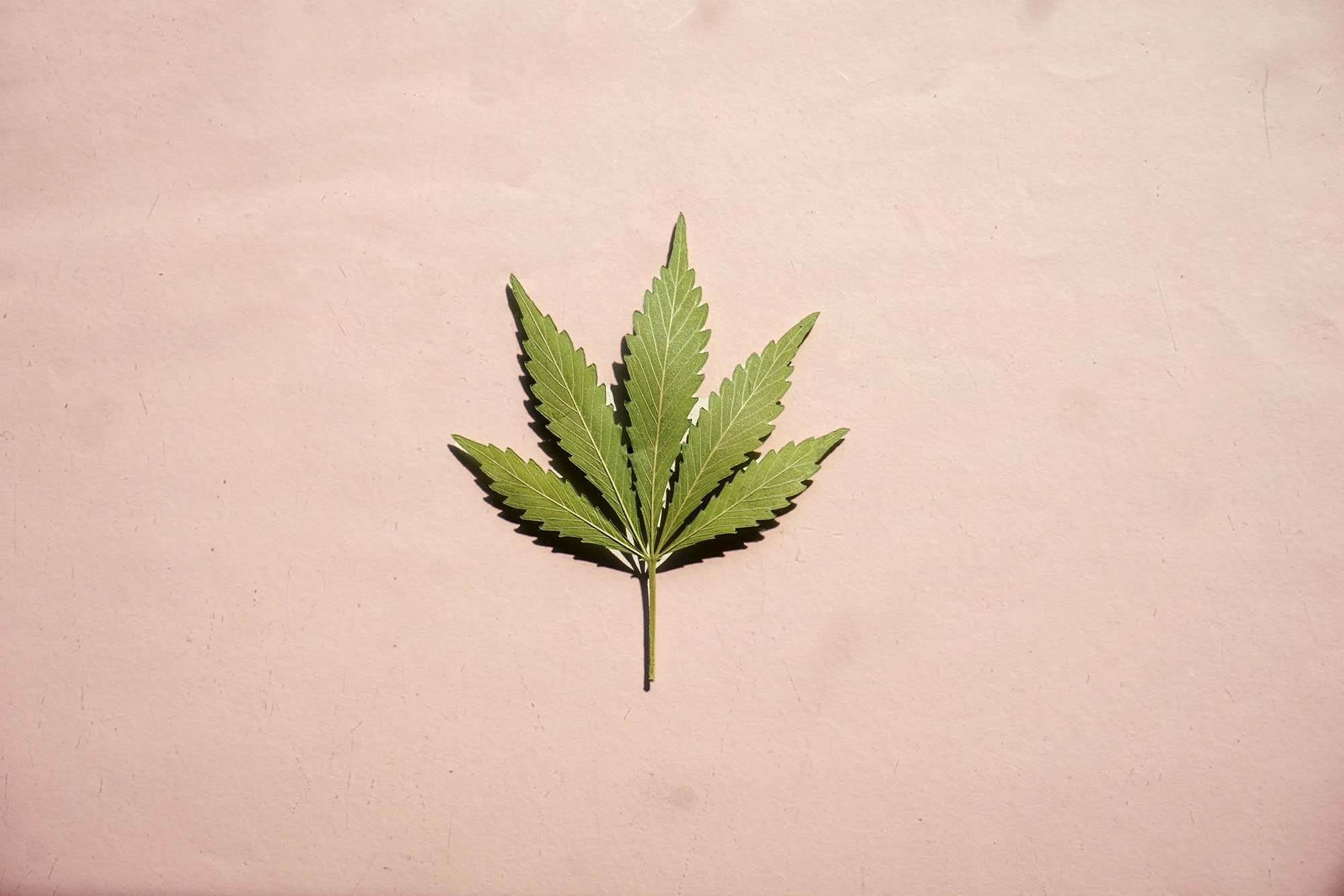 420 : La signification de la Journée mondiale du cannabis