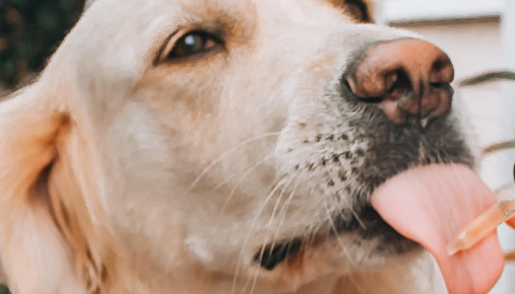 Le CBD pour les animaux