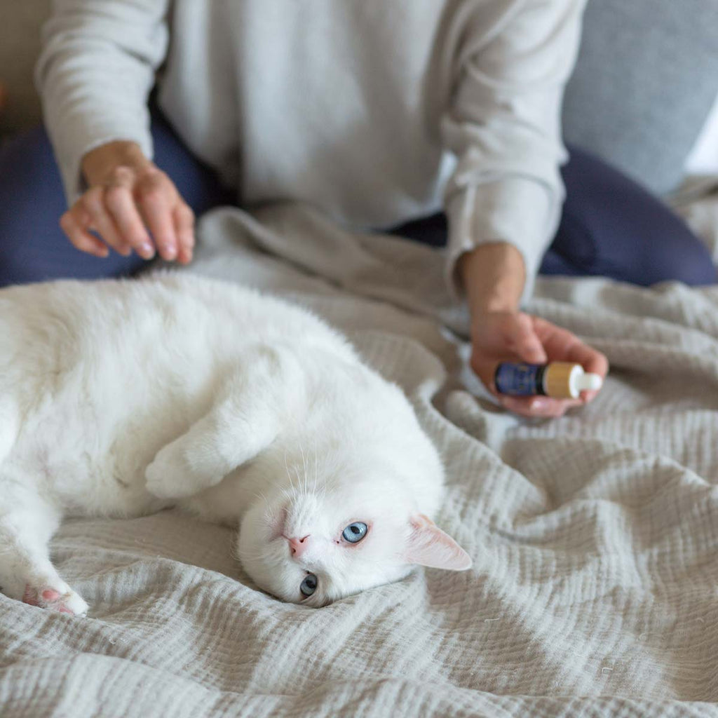 COMMENT L'HUILE DE CBD AGIT-ELLE CHEZ LE CHIEN, LE CHAT ET LES AUTRES QUADRUPÈDES?